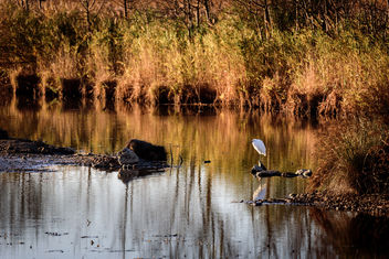 Camargue Afternoon - image gratuit #450861
